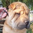 [Samson]