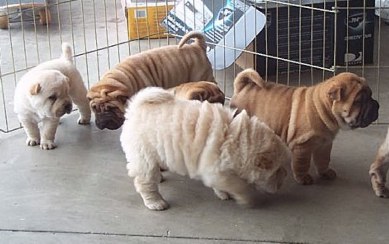 [Group of Puppies]